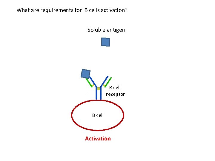 What are requirements for B cells activation? Soluble antigen B cell receptor B cell