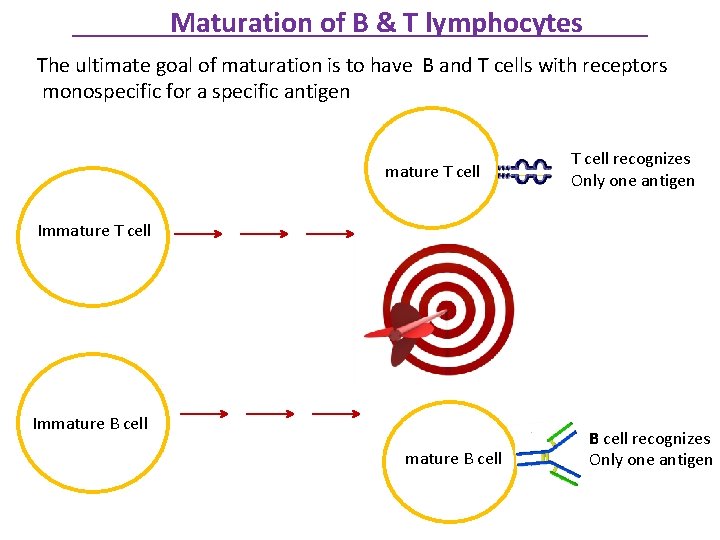 Maturation of B & T lymphocytes The ultimate goal of maturation is to have