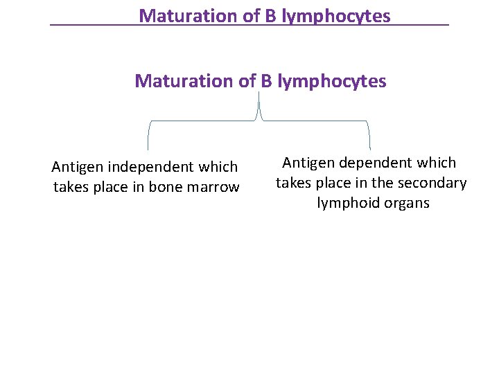 Maturation of B lymphocytes Antigen independent which takes place in bone marrow Antigen dependent