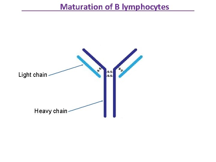 Maturation of B lymphocytes Light chain Heavy chain 
