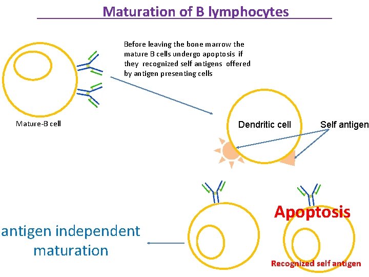 Maturation of B lymphocytes Before leaving the bone marrow the mature B cells undergo