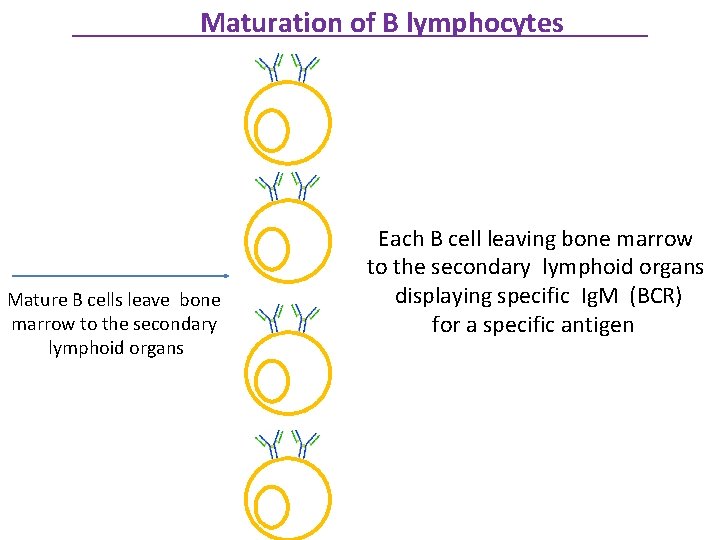 Maturation of B lymphocytes Mature B cells leave bone marrow to the secondary lymphoid
