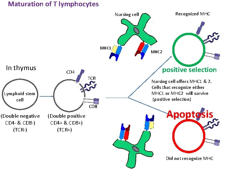 Maturation of T lymphocytes Recognized MHC Nursing cell MHC 1 In thymus positive selection