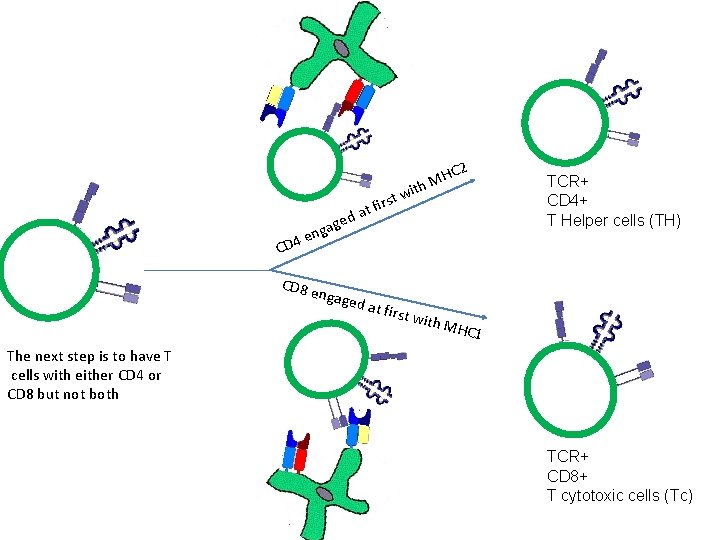 CD 4 at d e g nga C 2 H th M i st