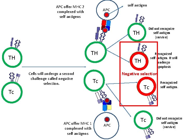 APC offer MHC 2 complexed with self antigens APC self antigen Did not recognize