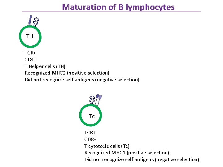 Maturation of B lymphocytes TH TCR+ CD 4+ T Helper cells (TH) Recognized MHC
