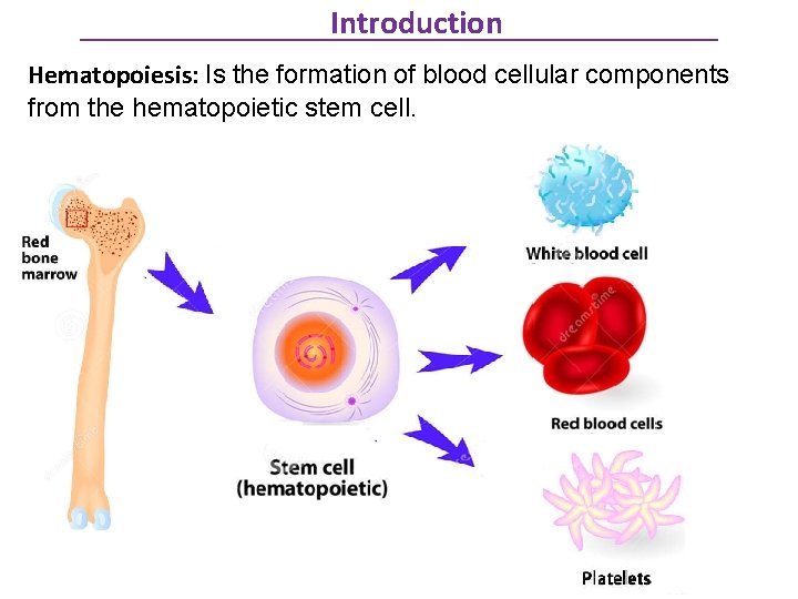 Introduction Hematopoiesis: Is the formation of blood cellular components from the hematopoietic stem cell.
