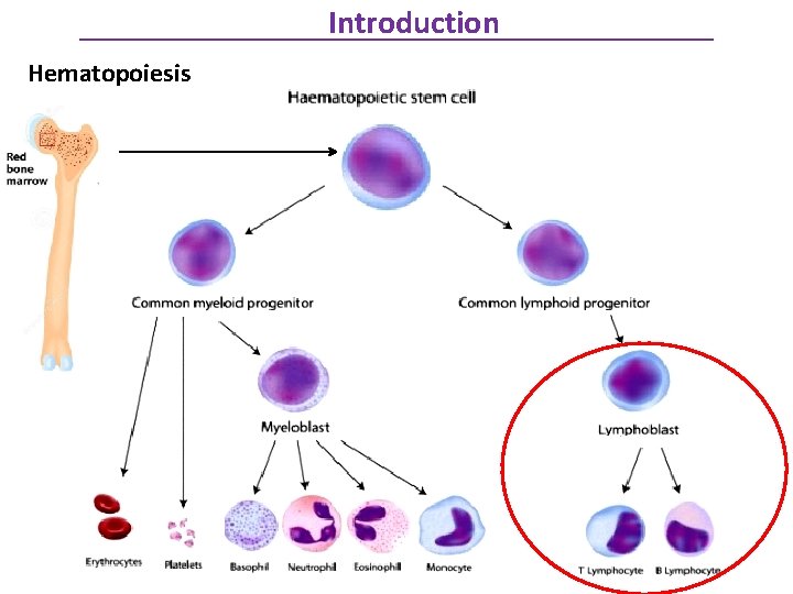 Introduction Hematopoiesis 