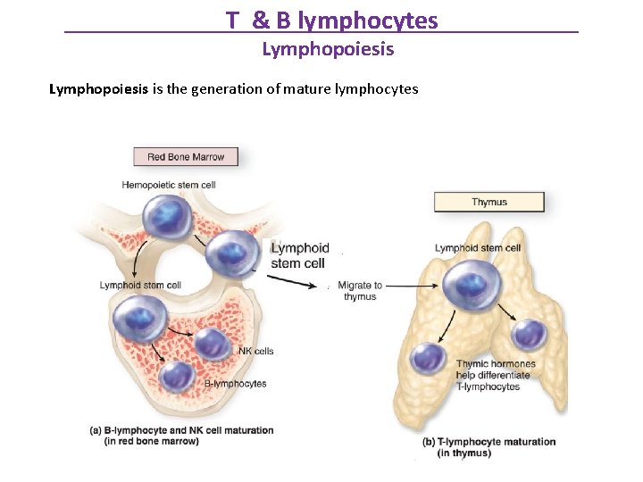 T & B lymphocytes Lymphopoiesis is the generation of mature lymphocytes 
