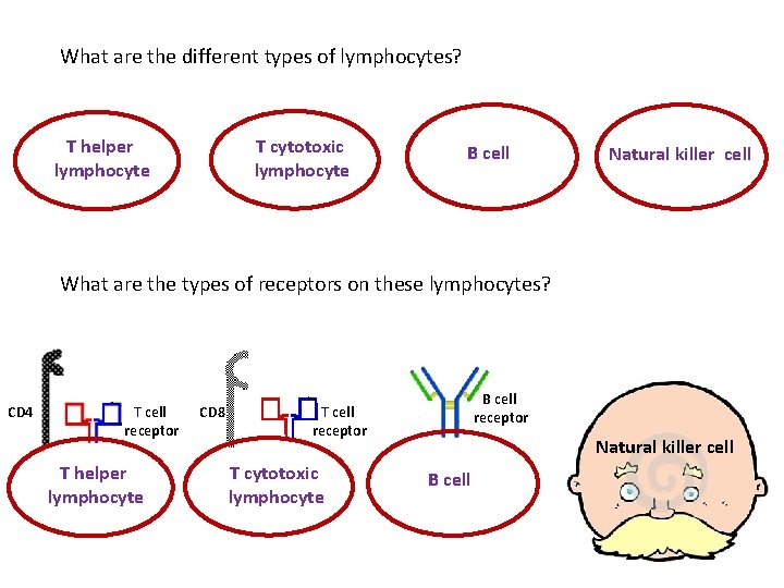 What are the different types of lymphocytes? T helper lymphocyte T cytotoxic lymphocyte B