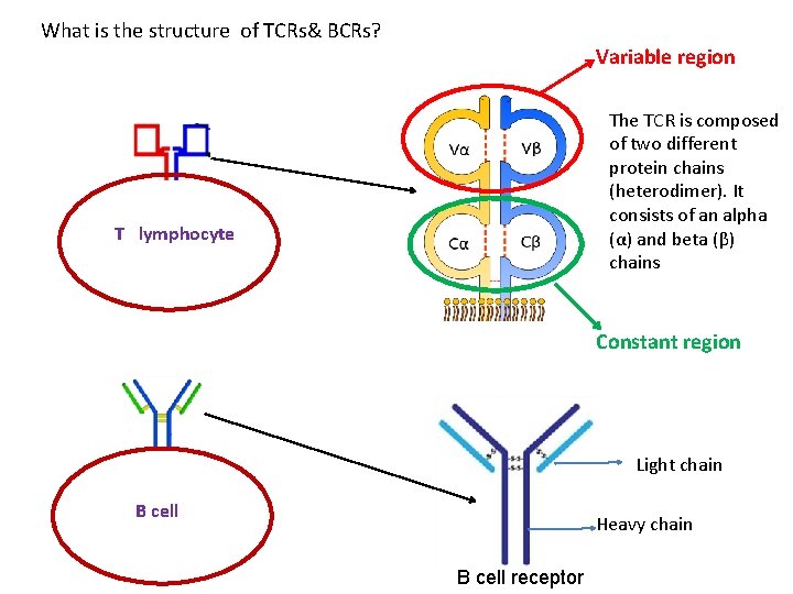 What is the structure of TCRs& BCRs? Variable region The TCR is composed of
