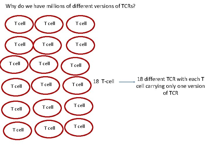 Why do we have millions of different versions of TCRs? T cell T cell