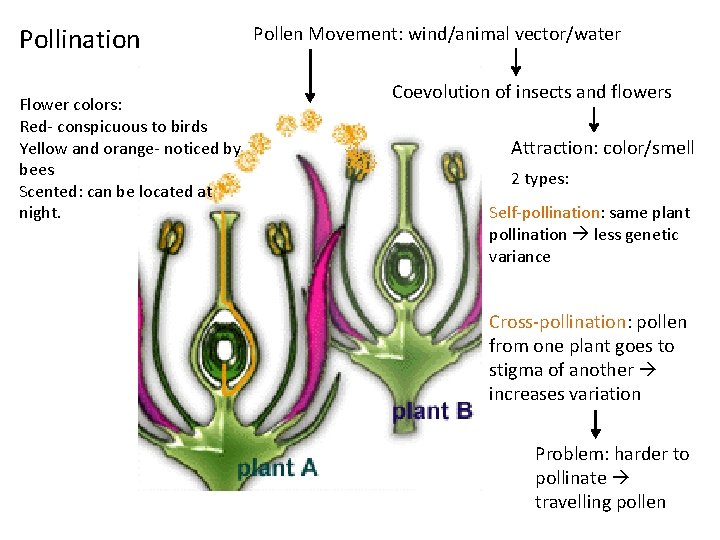 Pollination Flower colors: Red- conspicuous to birds Yellow and orange- noticed by bees Scented: