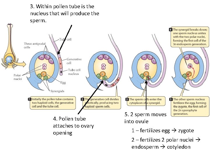 3. Within pollen tube is the nucleus that will produce the sperm. 4. Pollen