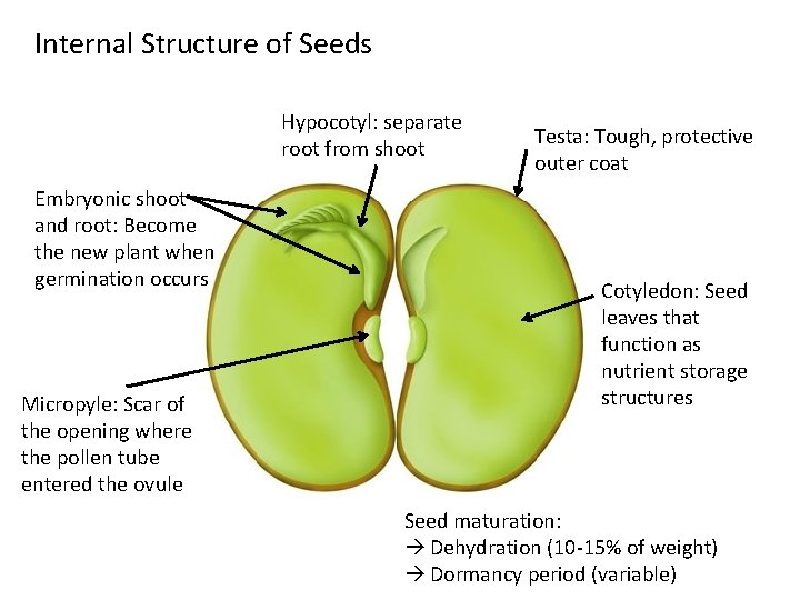Internal Structure of Seeds Hypocotyl: separate root from shoot Embryonic shoot and root: Become
