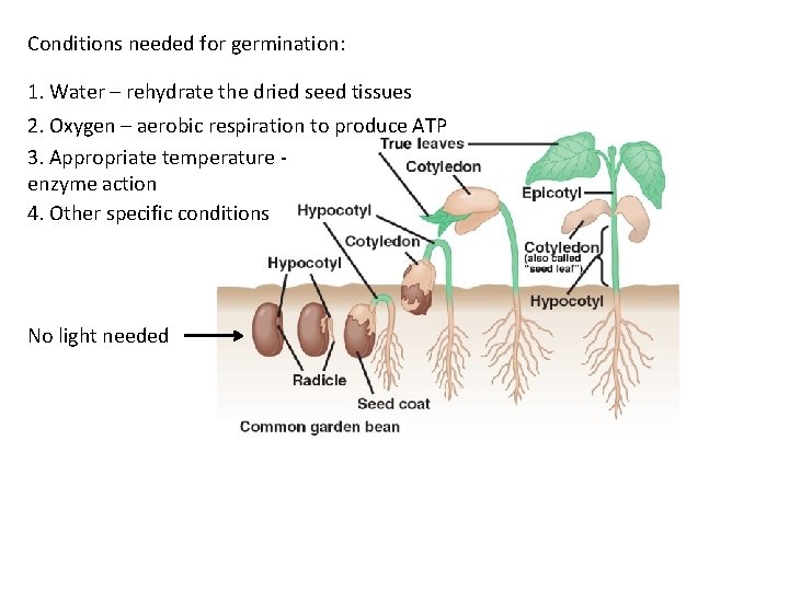 Conditions needed for germination: 1. Water – rehydrate the dried seed tissues 2. Oxygen