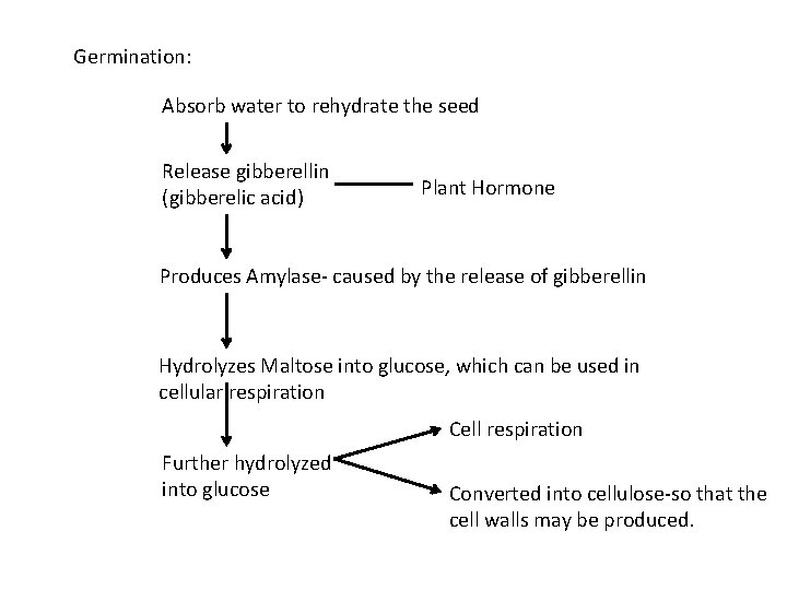 Germination: Absorb water to rehydrate the seed Release gibberellin (gibberelic acid) Plant Hormone Produces
