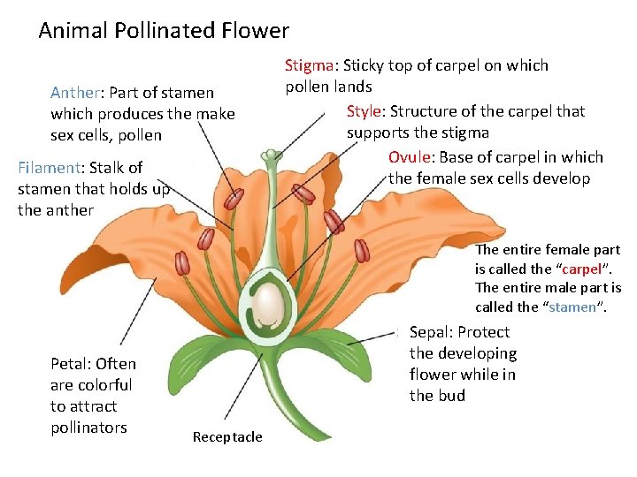 Animal Pollinated Flower Anther: Part of stamen which produces the make sex cells, pollen