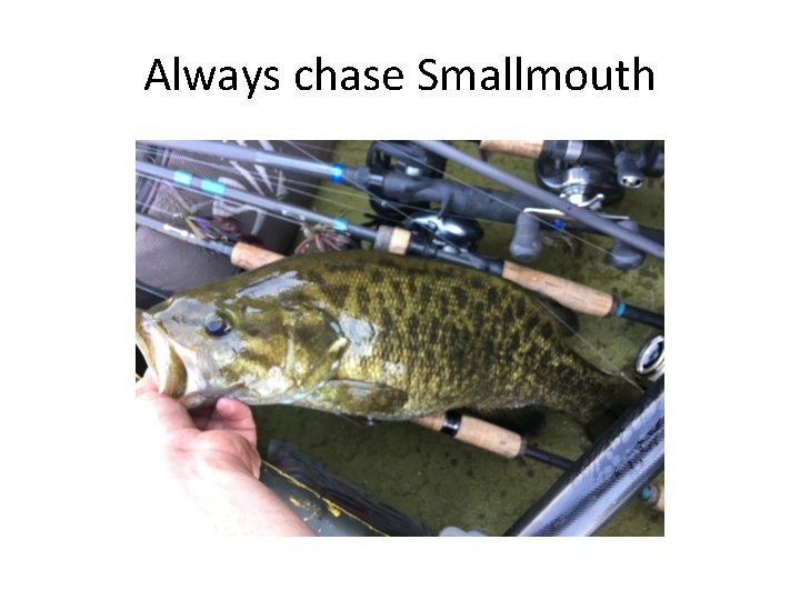 Always chase Smallmouth 