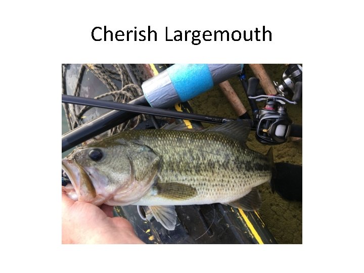 Cherish Largemouth 