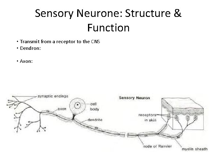 Sensory Neurone: Structure & Function • Transmit from a receptor to the CNS •