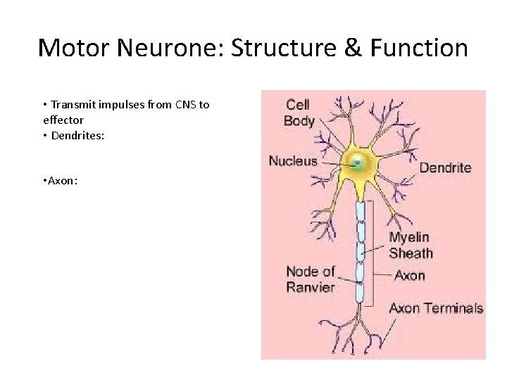 Motor Neurone: Structure & Function • Transmit impulses from CNS to effector • Dendrites: