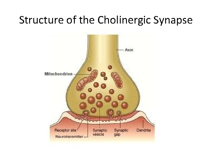 Structure of the Cholinergic Synapse 