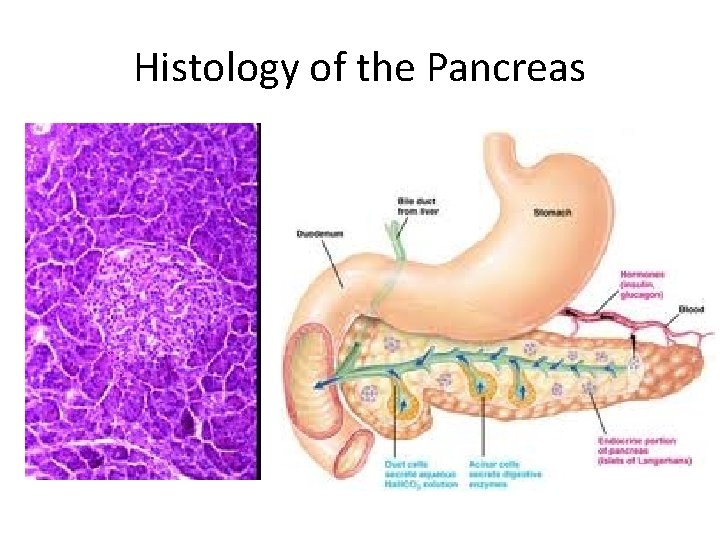 Histology of the Pancreas 