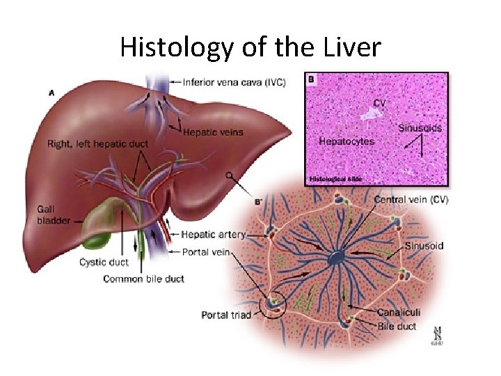 Histology of the Liver 