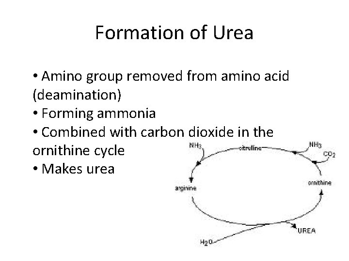 Formation of Urea • Amino group removed from amino acid (deamination) • Forming ammonia