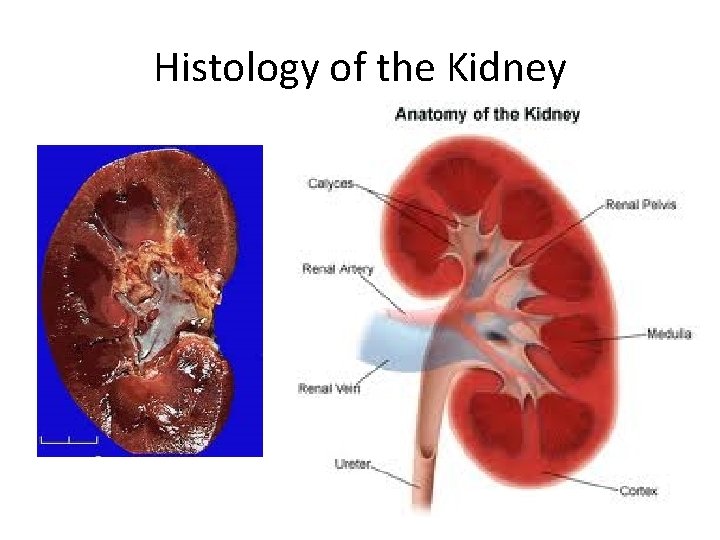 Histology of the Kidney 
