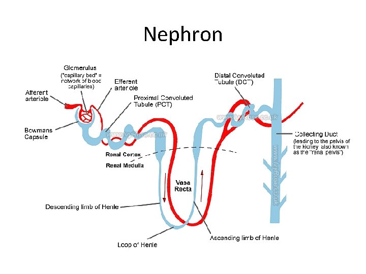 Nephron 