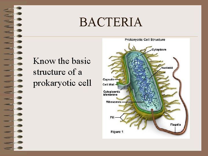 BACTERIA Know the basic structure of a prokaryotic cell 