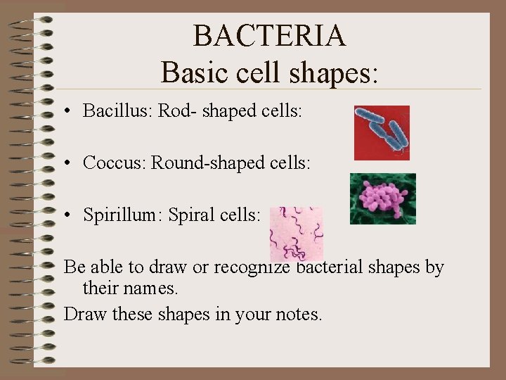 BACTERIA Basic cell shapes: • Bacillus: Rod- shaped cells: • Coccus: Round-shaped cells: •