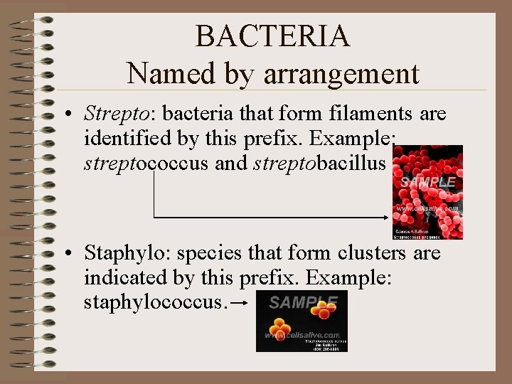 BACTERIA Named by arrangement • Strepto: bacteria that form filaments are identified by this