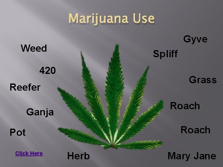 Marijuana Use Gyve Weed Spliff 420 Grass Reefer Roach Ganja Roach Pot Click Here