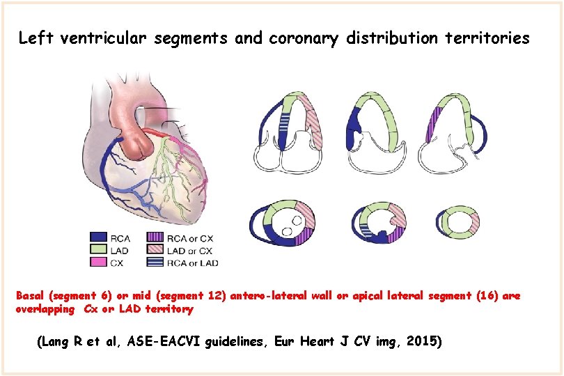 Left ventricular segments and coronary distribution territories Basal (segment 6) or mid (segment 12)