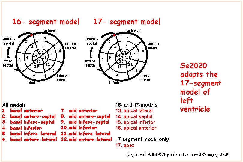 16 - segment model 17 - segment model anterior anteroseptal infero. septal All 1.