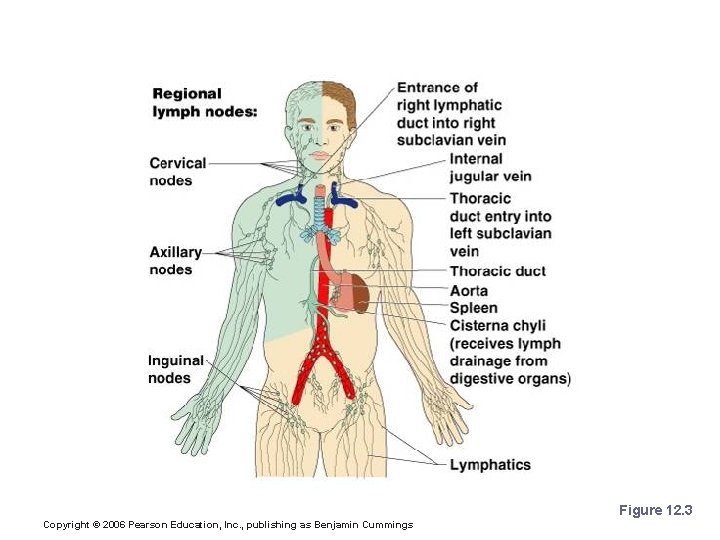 Lymph Nodes Figure 12. 3 Copyright © 2006 Pearson Education, Inc. , publishing as