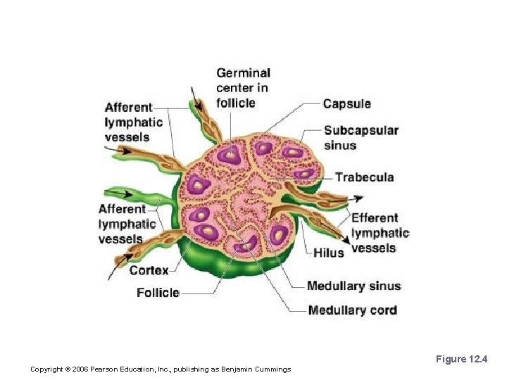 Lymph Node Structure Figure 12. 4 Copyright © 2006 Pearson Education, Inc. , publishing