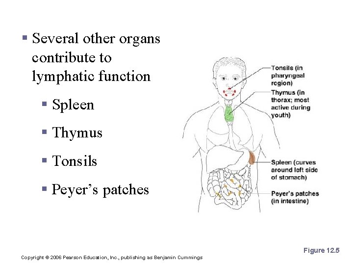 Other Lymphoid Organs § Several other organs contribute to lymphatic function § Spleen §