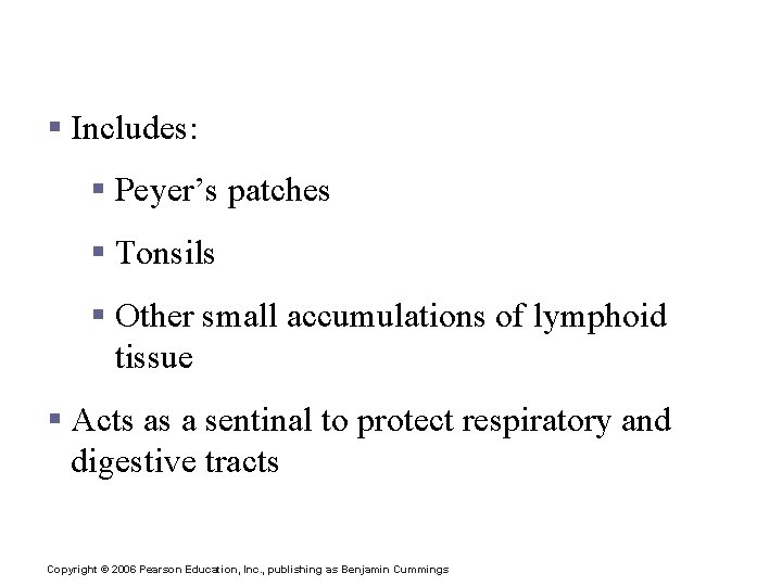 Mucosa-Associated Lymphatic Tissue (MALT) § Includes: § Peyer’s patches § Tonsils § Other small