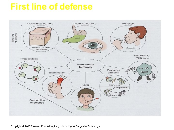 First line of defense Copyright © 2006 Pearson Education, Inc. , publishing as Benjamin