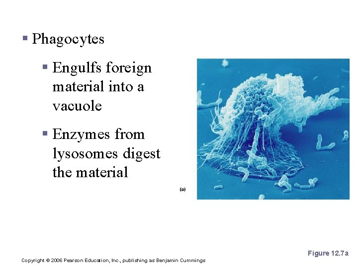 Defensive Cells § Phagocytes § Engulfs foreign material into a vacuole § Enzymes from