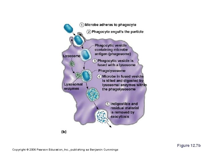Events of Phagocytosis Figure 12. 7 b Copyright © 2006 Pearson Education, Inc. ,