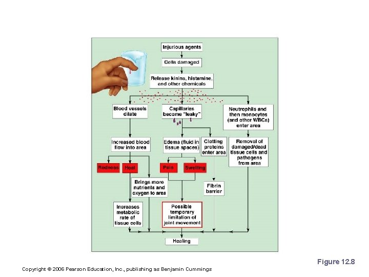 Steps in the Inflammatory Response Figure 12. 8 Copyright © 2006 Pearson Education, Inc.