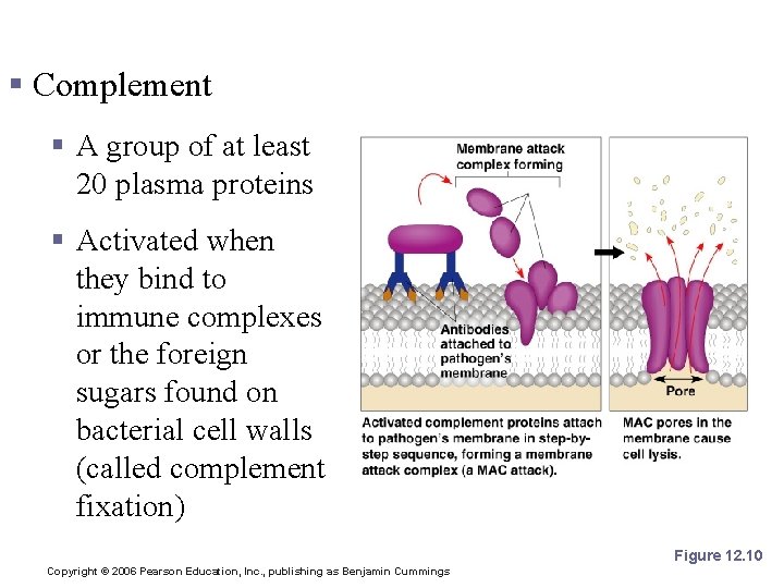 Antimicrobial Chemicals § Complement § A group of at least 20 plasma proteins §