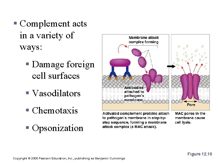 Antimicrobial Chemicals § Complement acts in a variety of ways: § Damage foreign cell