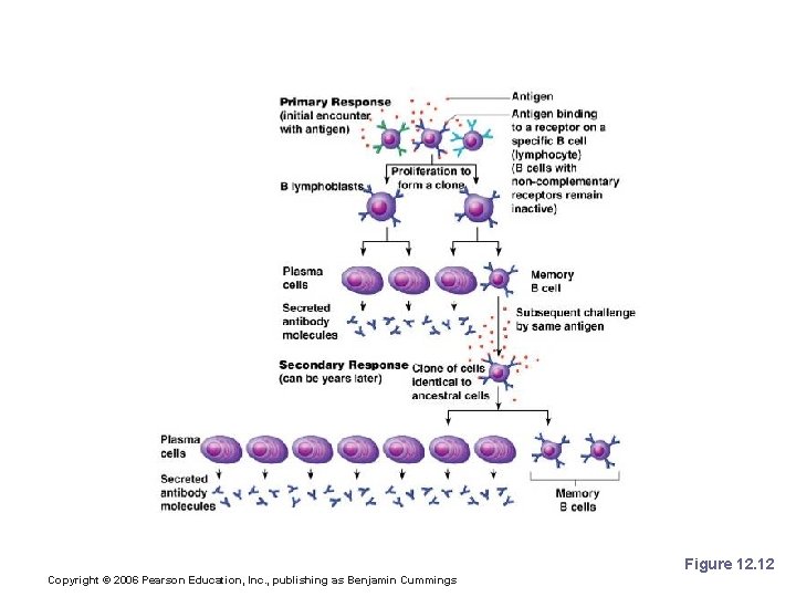 Humoral Immune Response Figure 12. 12 Copyright © 2006 Pearson Education, Inc. , publishing