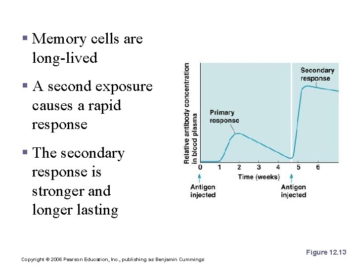 Secondary Response § Memory cells are long-lived § A second exposure causes a rapid